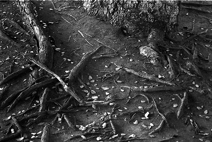 Parking Lot Roots