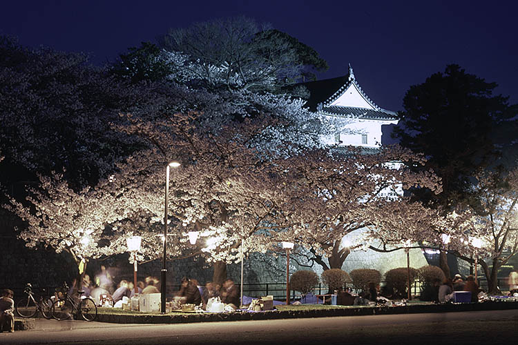 Party Under the Cherry Blossoms