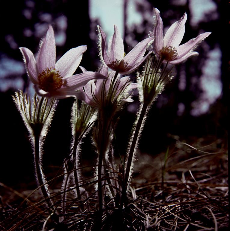 Pasque Flower