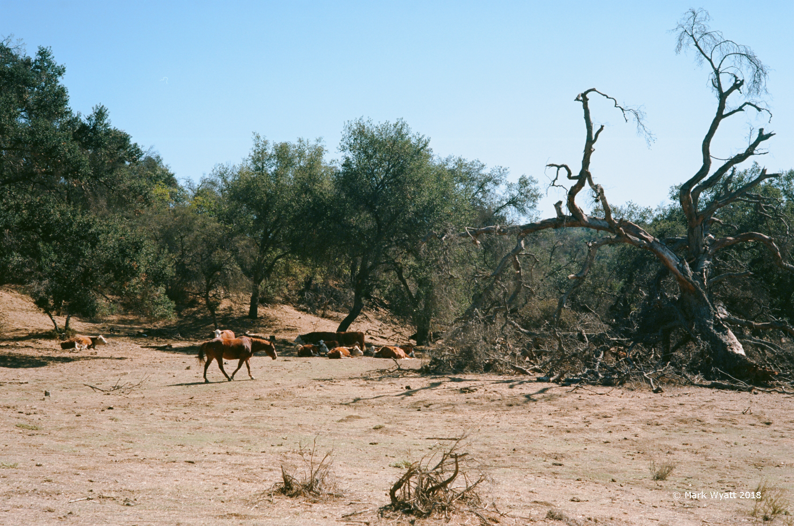 Pasture and Old Oak
