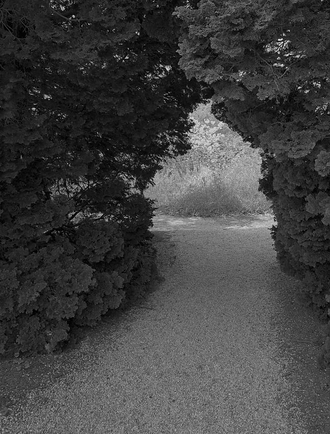 Path through Hedges