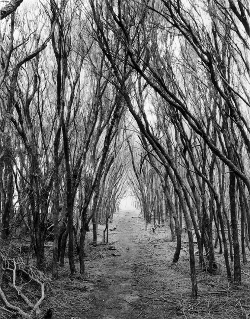 Pathway under the Ti trees.