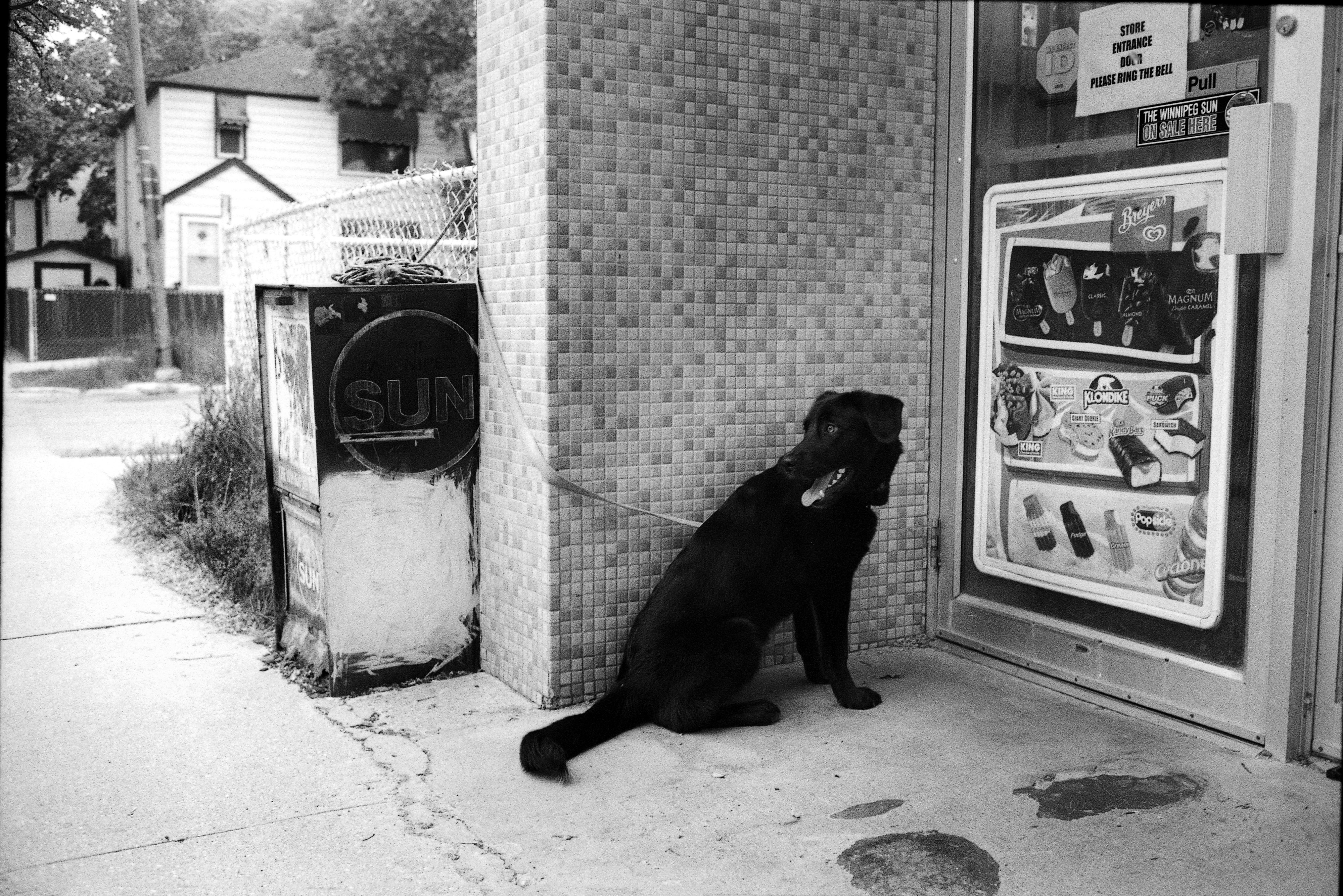 Patient Dog