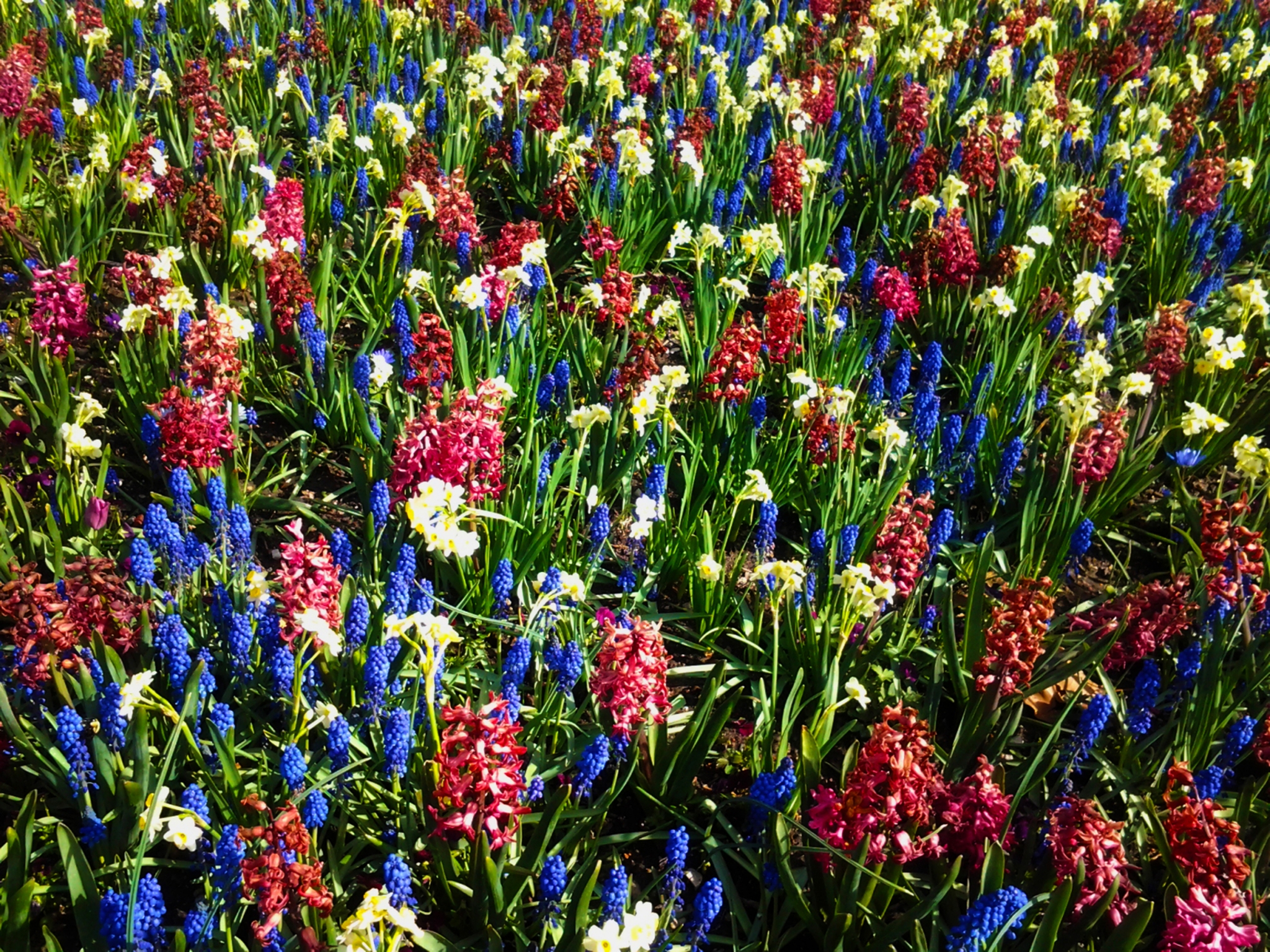 Patriotic Wildflowers