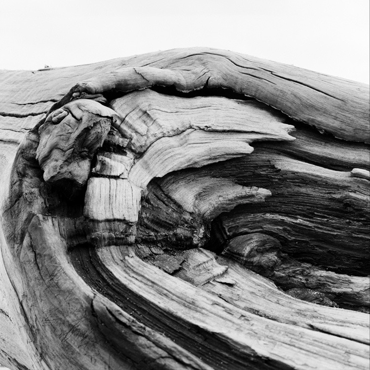 Patterns in Tree Trunk. Suffolk, England.