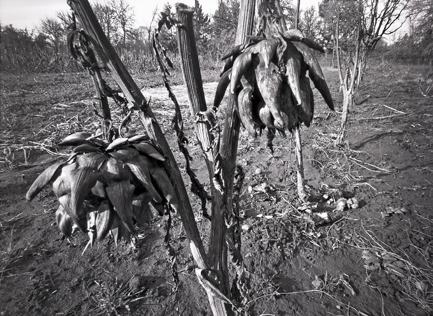 paul's farm no. 2 (artichokes)