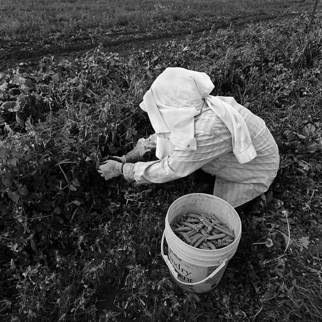 Pea Harvest