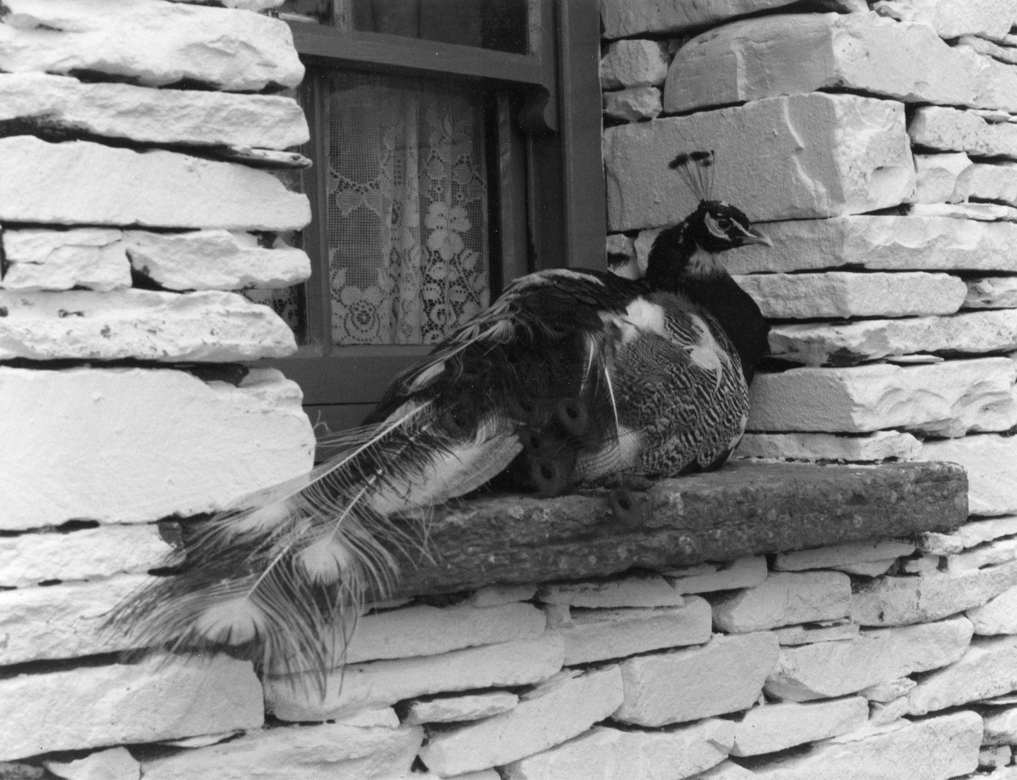 Peacock in the Window