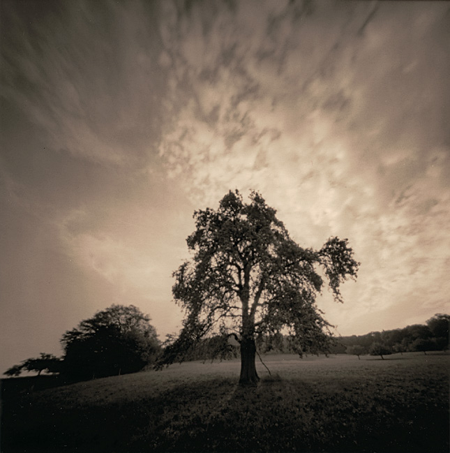 pear tree, sunrise and pinhole