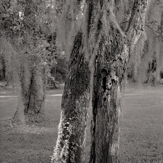 peeling and moss