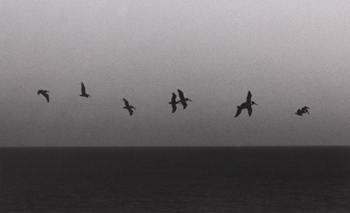 Pelicans