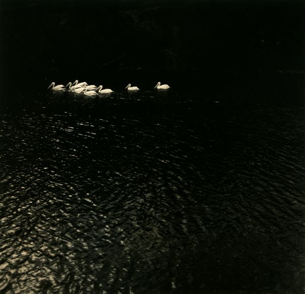 Pelicans