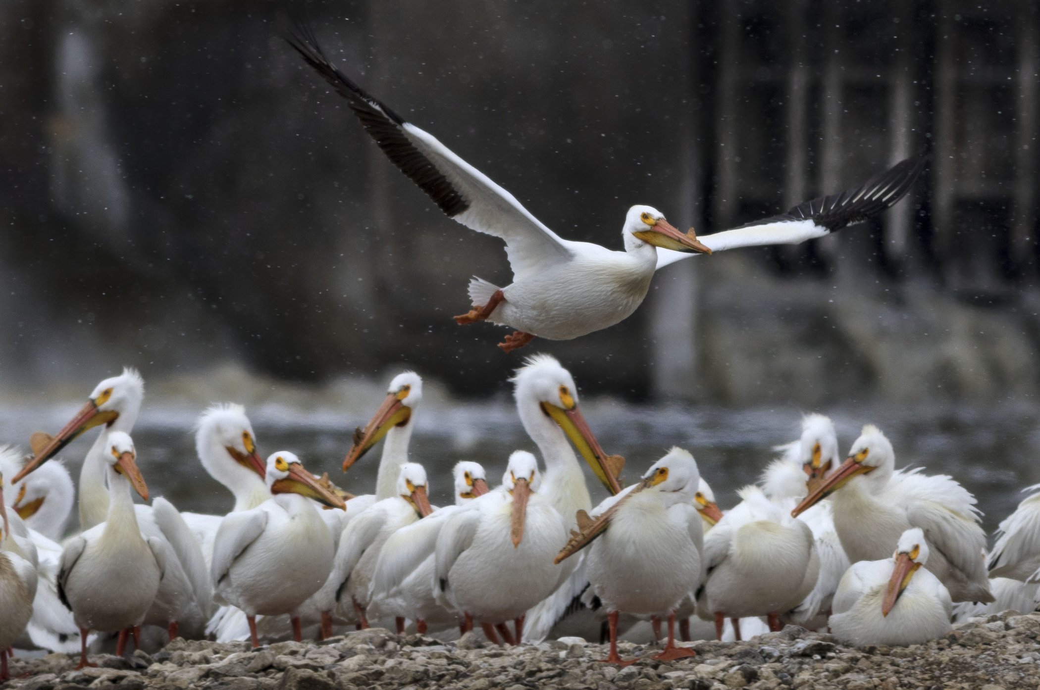 Pelicans