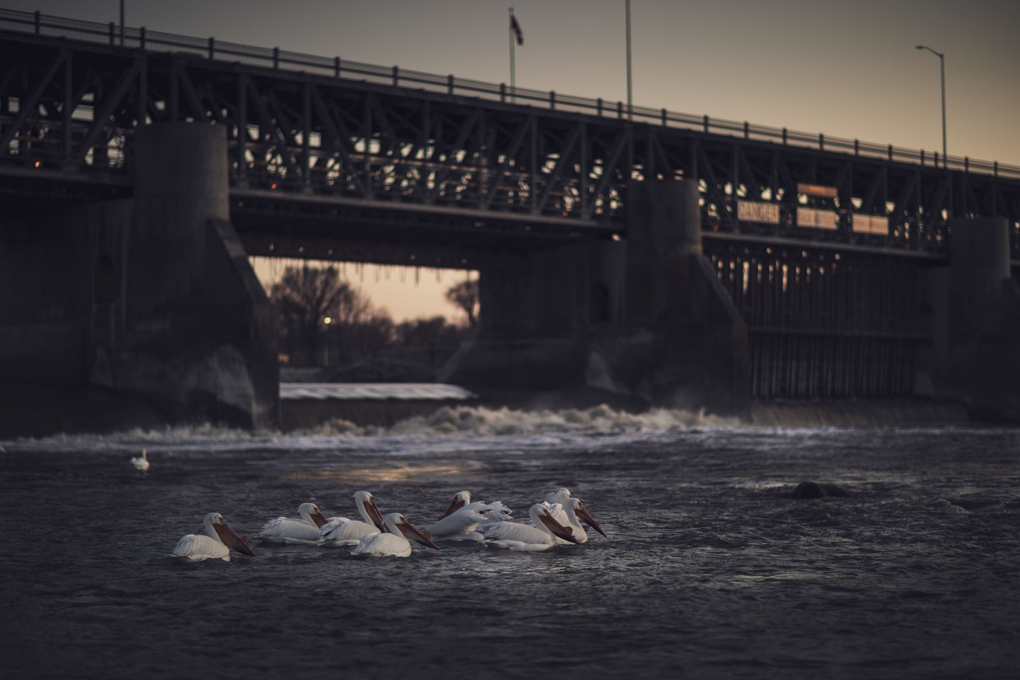 Pelicans