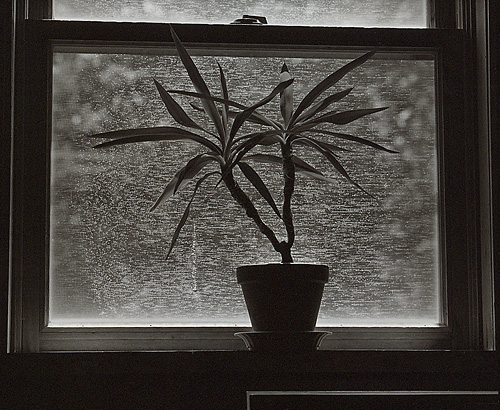 Pennsylvania Palm