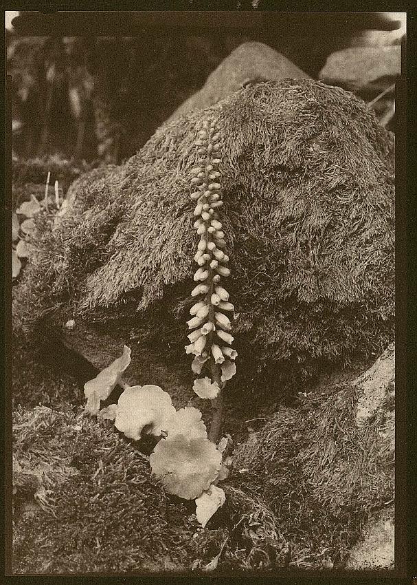 Penny Wort  or  Navel Wort