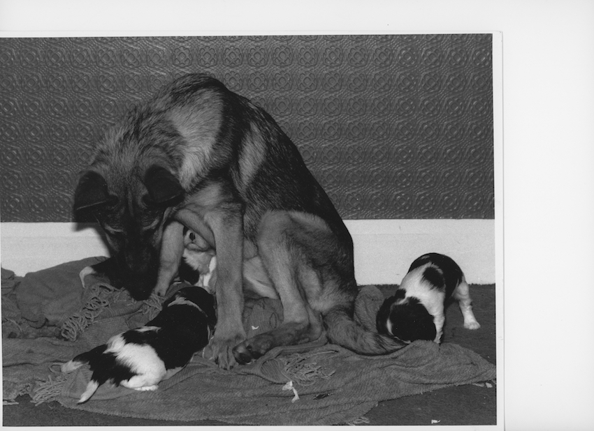 Penta and Pups