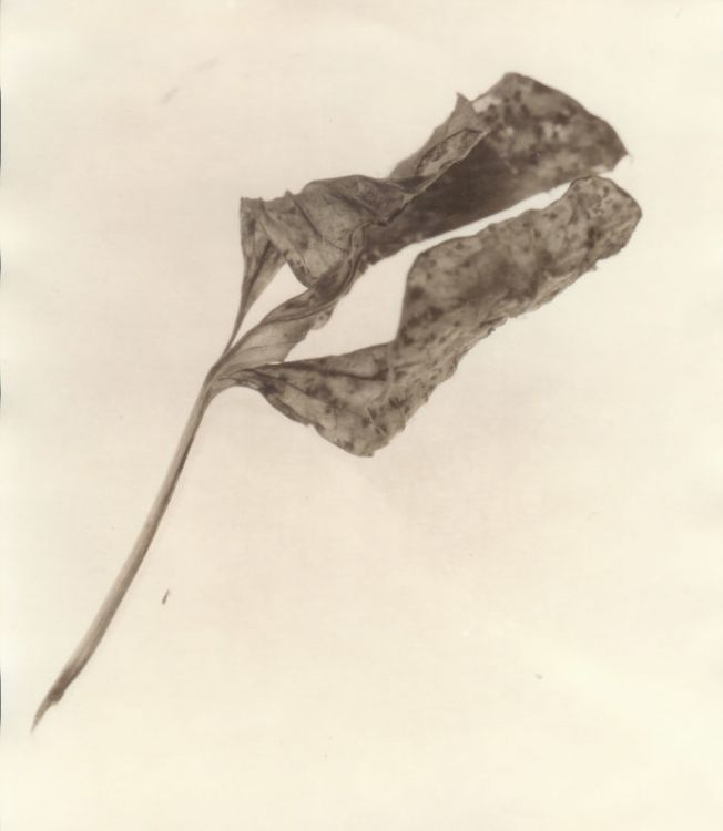 Peony leaf
