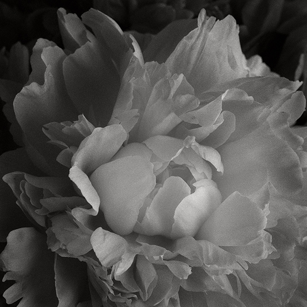 Peony