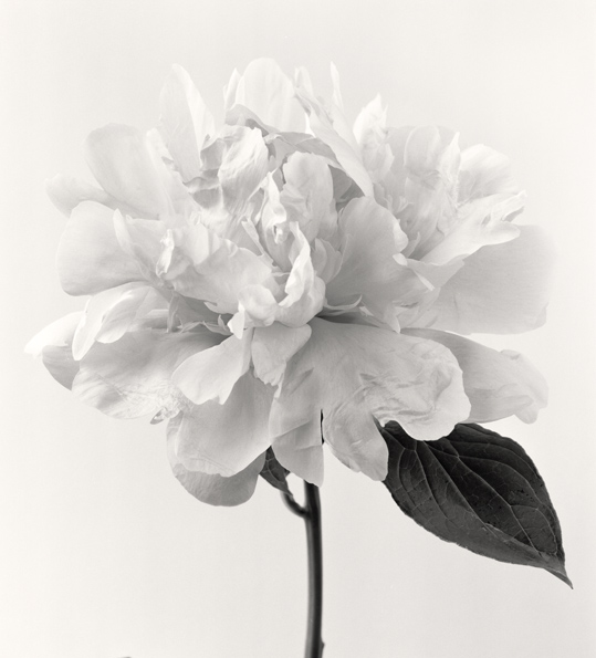 Peony