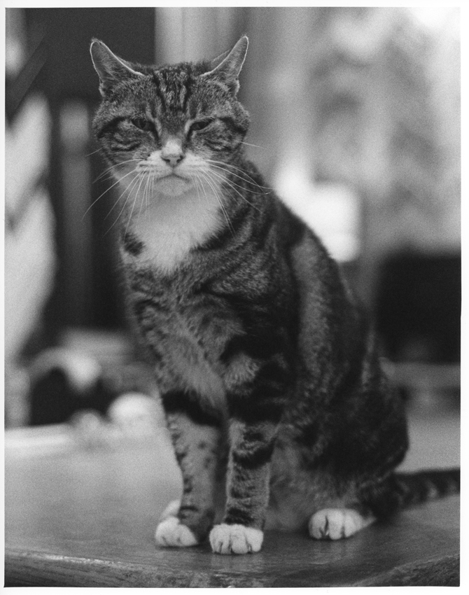 Pepper The Cat (test of OM Zuiko 50mm f1.4)