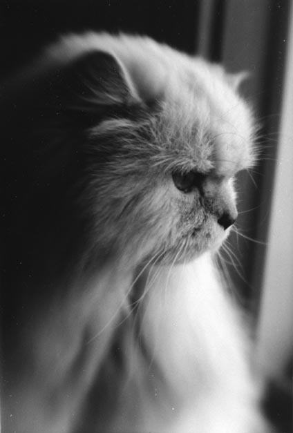Peppie