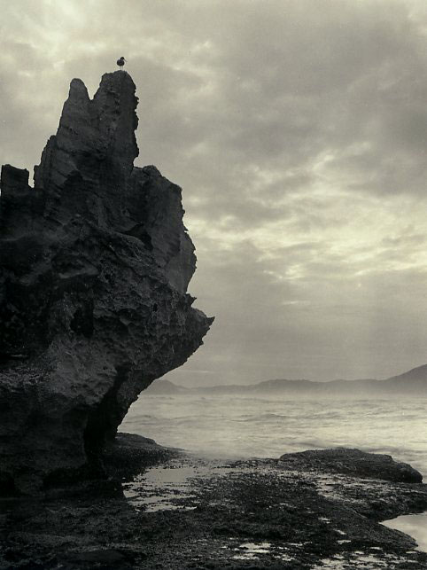 Perched Bird, Branton, SA
