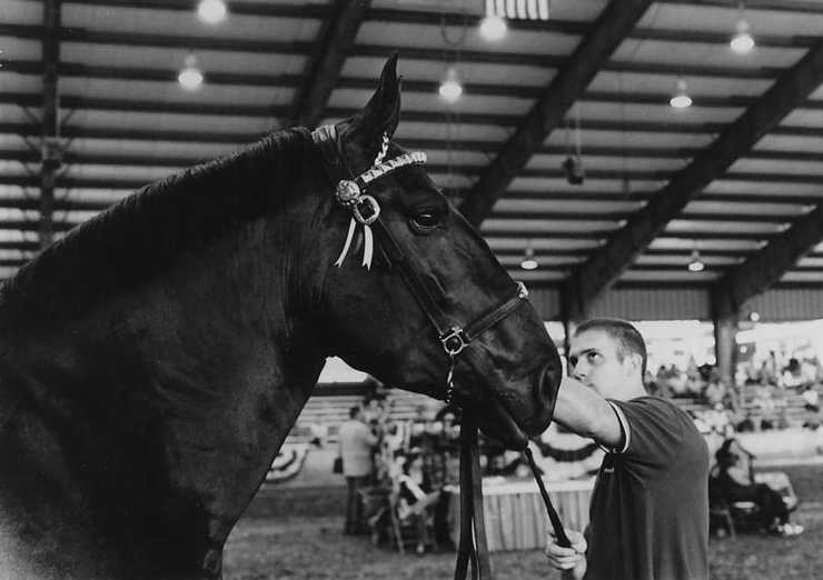 Percheron
