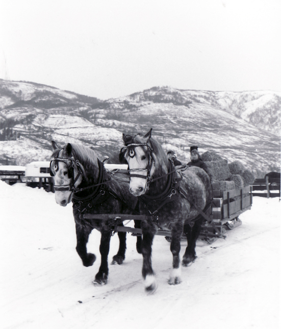Percherons pulling hay sleigh