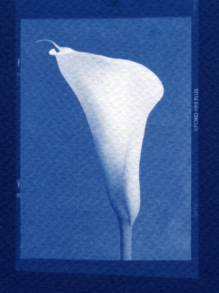Perfect Calla Lily