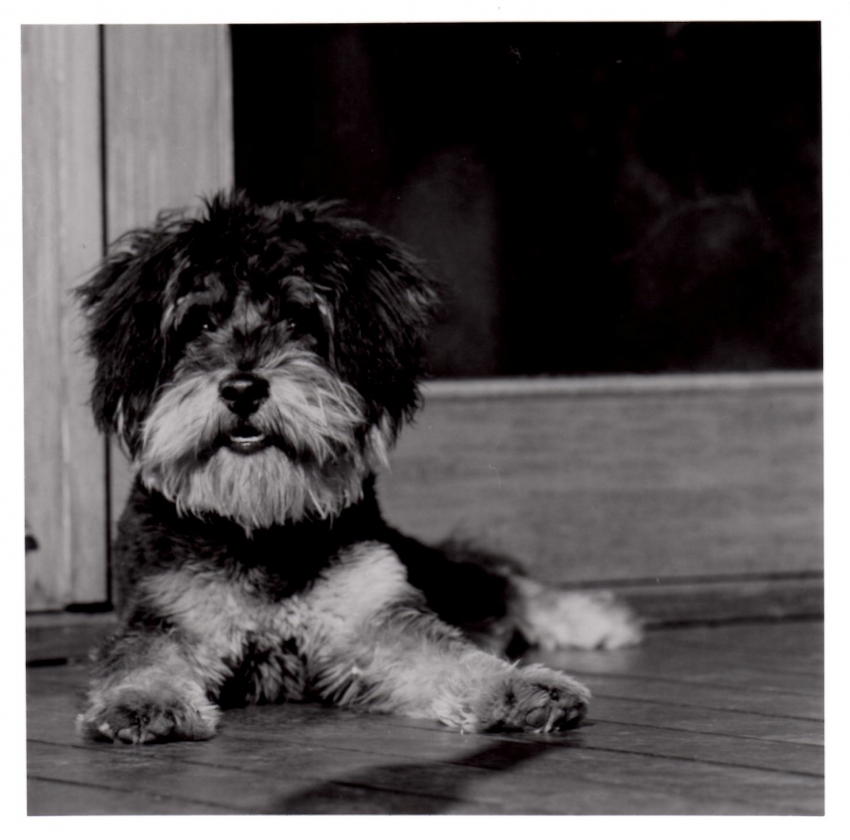 Perfect puppy