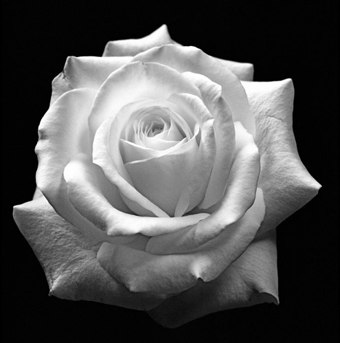 Perfect Rose