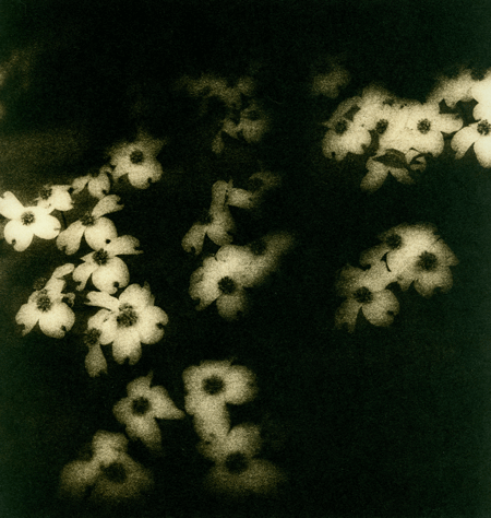 Petals