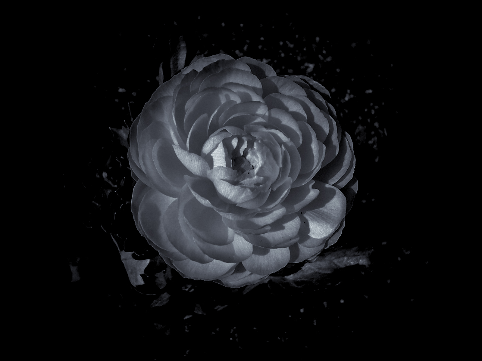 Petals