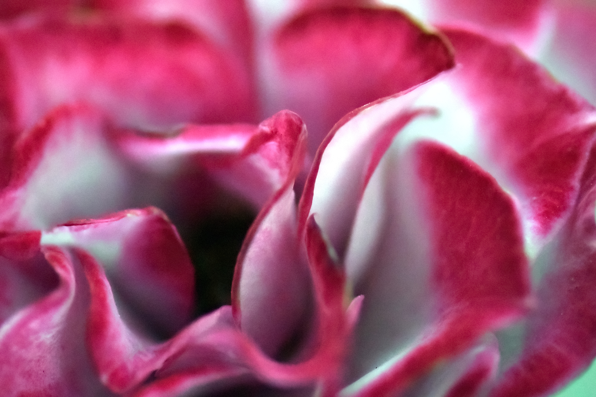 Petals