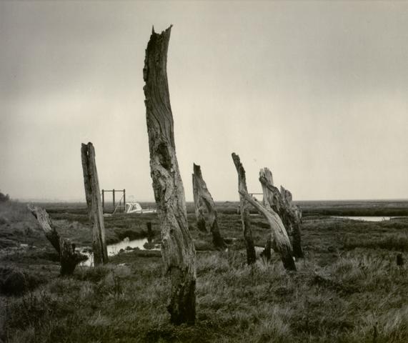 Petrified trees, Thornham