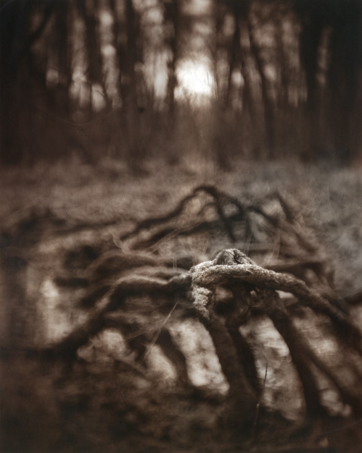Petzval in the woods