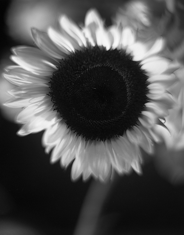 Petzval sunflower...
