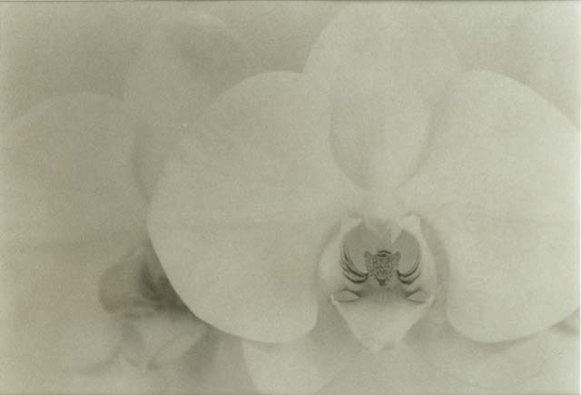 Phalaenopsis