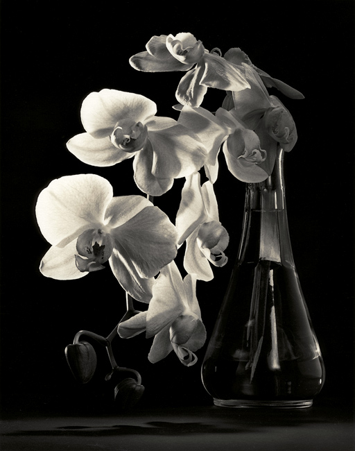 Phalenopsis