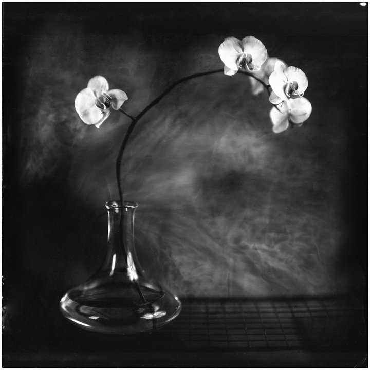 Phealenopsis Orchid