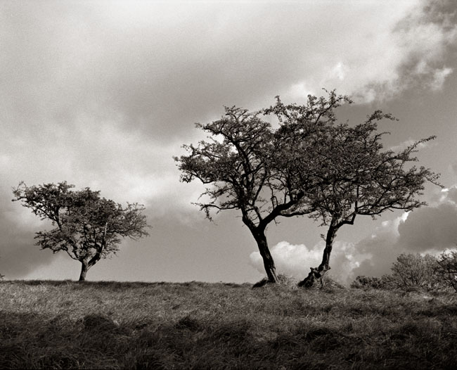 Phoenix Park Dublin
