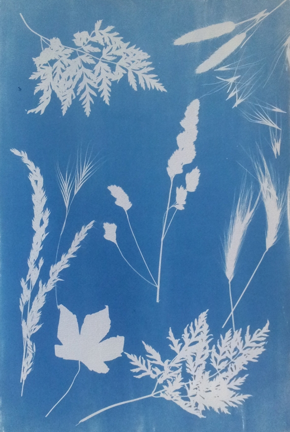 Photogram cyanotype. My Own World (MSA)