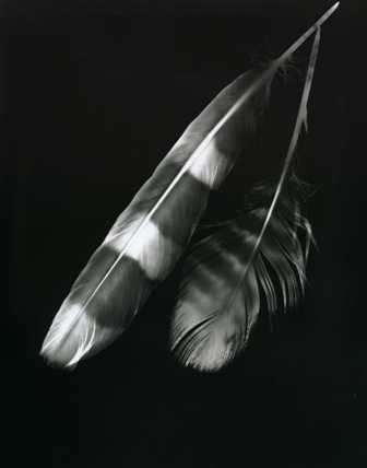 Photogram Feathers