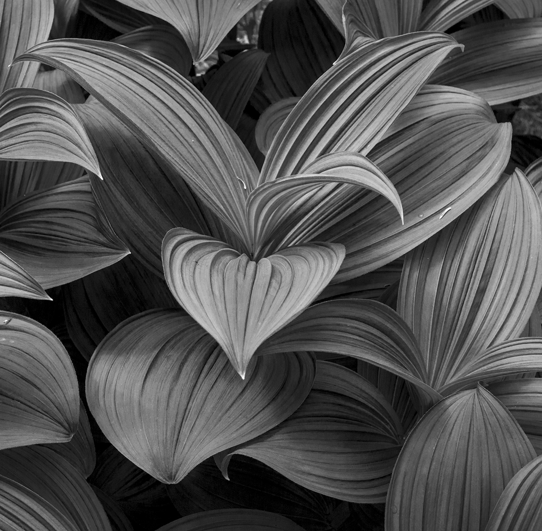 Photographers Crack Cocaine