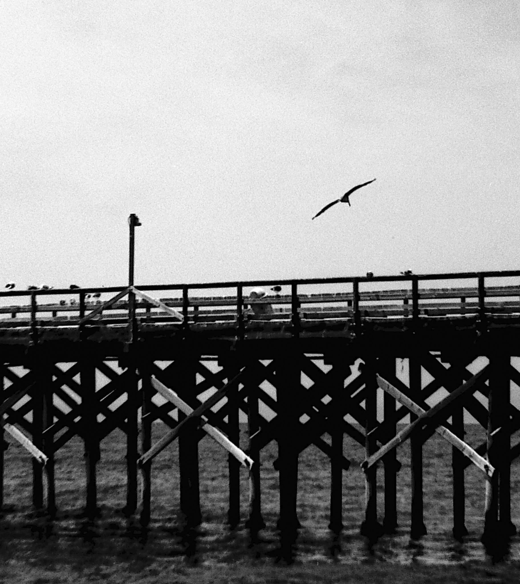 PICT0250-1-2