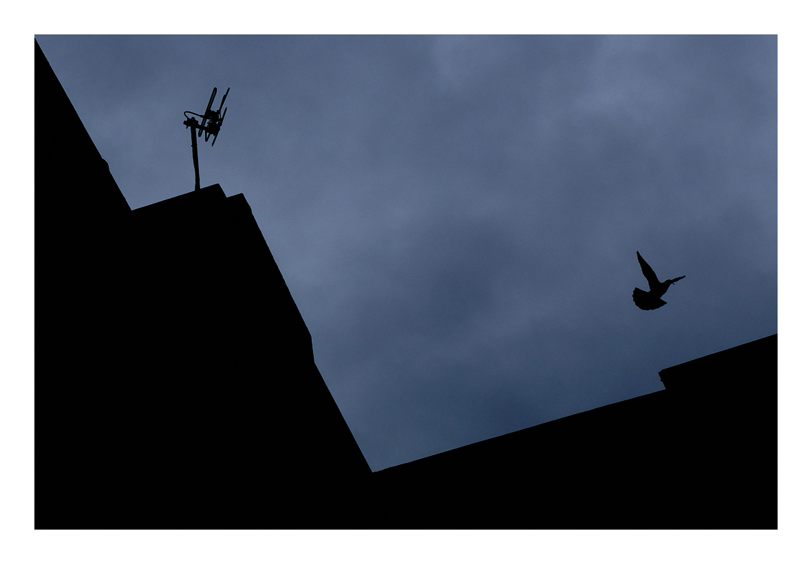 pidgeon.jpg