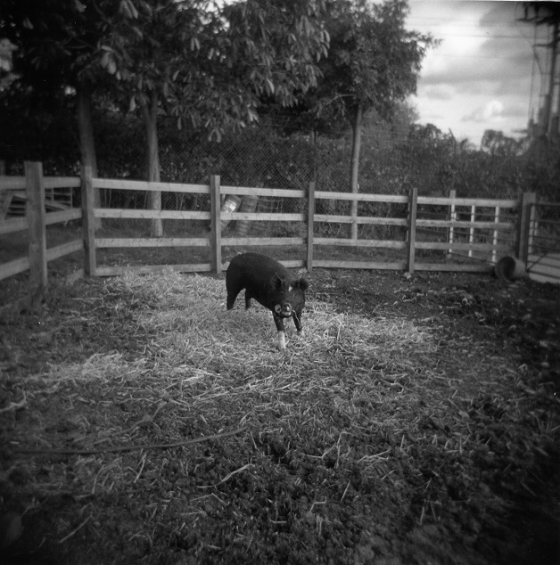 Pig