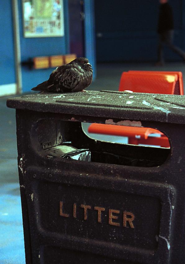 Pigeon Trash