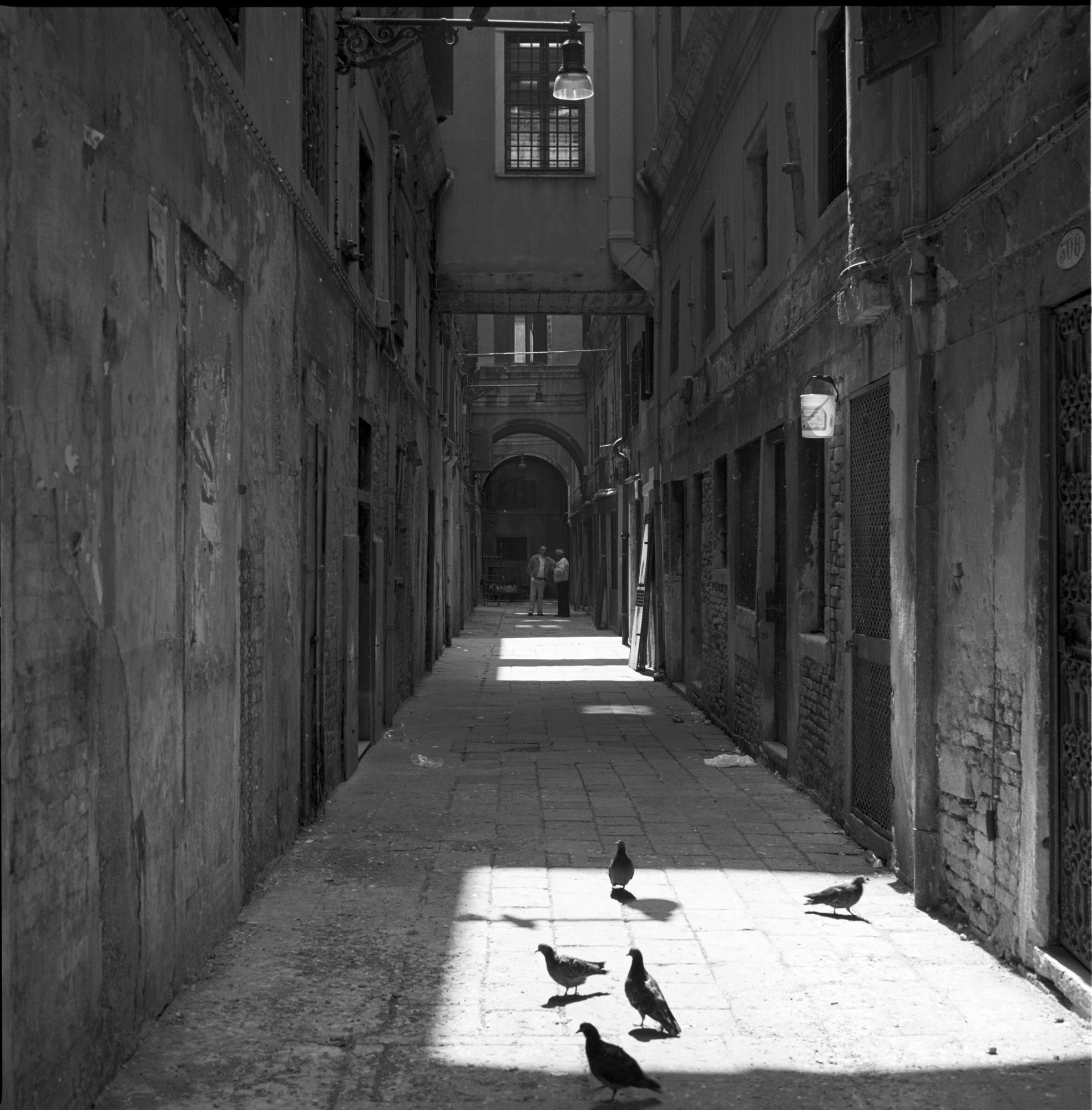 Pigeons in sunlight  1988
